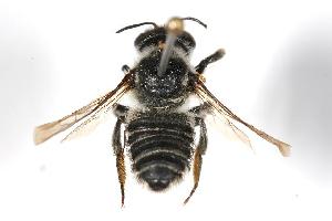  (Megachile texana - 06-BCT-021)  @15 [ ] CreativeCommons - Attribution (2010) CBG Photography Group Centre for Biodiversity Genomics