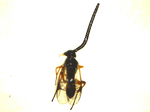  ( - Kj10)  @12 [ ] Unspecified (default): All Rights Reserved  Unspecified International Centre of Insect Physiology and Ecology(ICIPE)