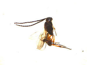  ( - Kj22)  @12 [ ] Unspecified (default): All Rights Reserved  Unspecified International Centre of Insect Physiology and Ecology(ICIPE)