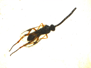  ( - Kj8)  @12 [ ] Unspecified (default): All Rights Reserved  Unspecified International Centre of Insect Physiology and Ecology(ICIPE)