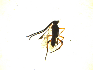  ( - Kt9)  @12 [ ] Unspecified (default): All Rights Reserved  Unspecified International Centre of Insect Physiology and Ecology(ICIPE)