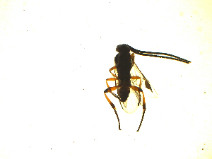  ( - Kt9)  @12 [ ] Unspecified (default): All Rights Reserved  Unspecified International Centre of Insect Physiology and Ecology(ICIPE)