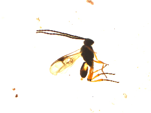  ( - Kw24)  @12 [ ] Unspecified (default): All Rights Reserved  Unspecified International Centre of Insect Physiology and Ecology(ICIPE)