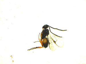  ( - Mk3)  @12 [ ] Unspecified (default): All Rights Reserved  Unspecified International Centre of Insect Physiology and Ecology(ICIPE)