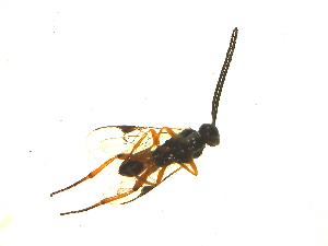  ( - Mk5)  @12 [ ] Unspecified (default): All Rights Reserved  Unspecified International Centre of Insect Physiology and Ecology(ICIPE)