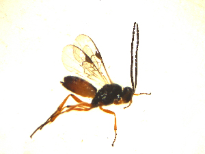  ( - Mw11)  @12 [ ] Unspecified (default): All Rights Reserved  Unspecified International Centre of Insect Physiology and Ecology(ICIPE)