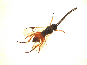  ( - Mw13)  @12 [ ] Unspecified (default): All Rights Reserved  Unspecified International Centre of Insect Physiology and Ecology(ICIPE)