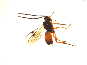  ( - Mw13)  @12 [ ] Unspecified (default): All Rights Reserved  Unspecified International Centre of Insect Physiology and Ecology(ICIPE)
