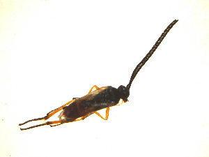  ( - Mw24)  @12 [ ] Unspecified (default): All Rights Reserved  Unspecified International Centre of Insect Physiology and Ecology(ICIPE)