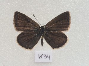  (Polyommatus orphicus - RVcoll18D294)  @11 [ ] CreativeCommons  Attribution (by) (2019) Laurian Parmentier Institut de Biologia Evolutiva