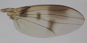  ( - DIP121931)  @12 [ ] Copyright (2012) Hong-Wei Chen South China Agricultural University, Department of Entomology