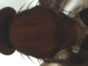  ( - DIP121931)  @12 [ ] Copyright (2012) Hong-Wei Chen South China Agricultural University, Department of Entomology