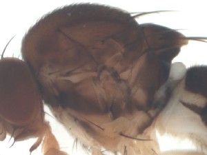  ( - DIP121931)  @12 [ ] Copyright (2012) Hong-Wei Chen South China Agricultural University, Department of Entomology