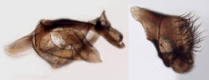  ( - DIP121931)  @12 [ ] Copyright (2012) Hong-Wei Chen South China Agricultural University, Department of Entomology