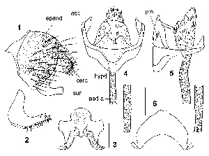  (Stegana melanostoma - DIP123325)  @11 [ ] Copyright (2013) Hong-Wei Chen South China Agricultural University, Department of Entomology