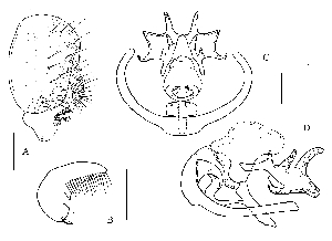  (Stegana ornatipes - DIP123354)  @13 [ ] Copyright (2013) Hong-Wei Chen South China Agricultural University, Department of Entomology