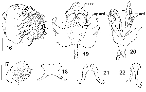  (Stegana langufoliacea - DIP123321)  @11 [ ] Copyright (2013) Hong-Wei Chen South China Agricultural University, Department of Entomology