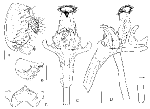  (Stegana ctenaria - DIP123405)  @12 [ ] Copyright (2013) Hong-Wei Chen South China Agricultural University, Department of Entomology