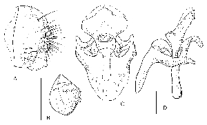  (Stegana tingae - DIP123403)  @11 [ ] Copyright (2013) Hong-Wei Chen South China Agricultural University, Department of Entomology