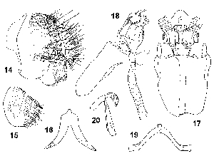  ( - DIP123317)  @11 [ ] Copyright (2013) Hong-Wei Chen South China Agricultural University, Department of Entomology