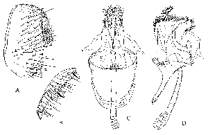  (Stegana convergens - DIP124036)  @13 [ ] Copyright (2013) Hong-Wei Chen South China Agricultural University, Department of Entomology