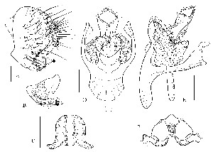  (Stegana zopheria - DIP-122940)  @11 [ ] Copyright (2013) Hong-Wei Chen South China Agricultural University, Department of Entomology