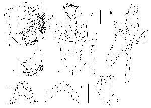  (Stegana zebromyia - DIP-122934)  @13 [ ] Copyright (2013) Hong-Wei Chen South China Agricultural University, Department of Entomology