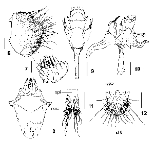  (Stegana zhangi - DIP122951)  @12 [ ] Copyright (2013) Hong-Wei Chen South China Agricultural University, Department of Entomology