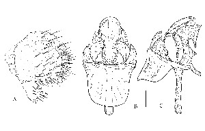  (Stegana nigrifoliacea - DIP121881)  @11 [ ] Copyright (2013) Hong-Wei Chen South China Agricultural University, Department of Entomology