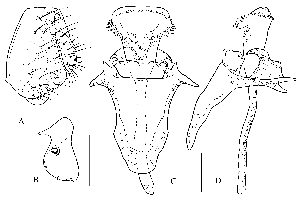  (Stegana latiorificia - DIP123291)  @11 [ ] Copyright (2013) Hong-Wei Chen South China Agricultural University, Department of Entomology