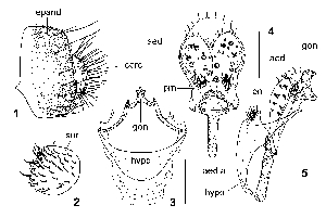  (Stegana rotunda - DIP120291)  @11 [ ] Copyright (2013) Hong-Wei Chen South China Agricultural University, Department of Entomology