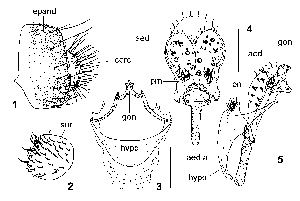  ( - DIP120291)  @11 [ ] Copyright (2013) Hong-Wei Chen South China Agricultural University, Department of Entomology