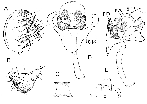  (Stegana jianqinae - DIP124040)  @12 [ ] Copyright (2013) Hong-Wei Chen South China Agricultural University, Department of Entomology