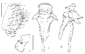  (Stegana anthemus - DIP121745)  @13 [ ] Copyright (2013) Hong-Wei Chen South China Agricultural University, Department of Entomology