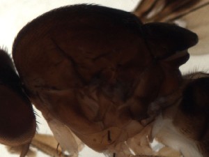  ( - DIP123041)  @12 [ ] Copyright (2013) Hong-Wei Chen South China Agricultural University, Department of Entomology
