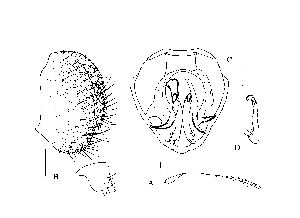  (Phortica sagittaristula - DIP124100)  @11 [ ] Copyright (2013) Hong-Wei Chen South China Agricultural University, Department of Entomology