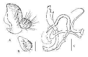  (Phortica flexuosa - DIP124267)  @11 [ ] Copyright (2013) Hong-Wei Chen South China Agricultural University, Department of Entomology