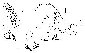  (Phortica hylecoetus - DIP124190)  @11 [ ] Copyright (2013) Hong-Wei Chen South China Agricultural University, Department of Entomology