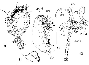  (Apenthecia litongi - DIP110099)  @11 [ ] Copyright (2008) Hong-Wei Chen South China Agricultural University,Department of Entomology