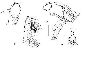  (Apenthecia foliolata - DIP110177)  @11 [ ] Copyright (2008) Hong-Wei Chen South China Agricultural University,Department of Entomology
