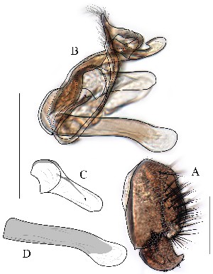  ( - DIP128887)  @11 [ ] Copyright (2016) Hong-Wei Chen South China Agricultural University, Department of Entomology