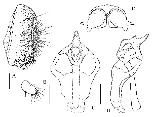  (Stegana sp - DIP121479)  @11 [ ] Copyright (2018) Hong-Wei Chen South China Agricultural University, Department of Entomology