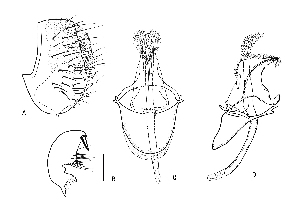  ( - DIP124557)  @11 [ ] Copyright (2018) Hong-Wei Chen South China Agricultural University, Department of Entomology