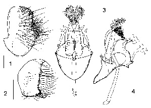  (Stegana mediospinosa - DIP120489)  @11 [ ] Copyright (2018) Hong-Wei Chen South China Agricultural University, Department of Entomology