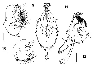  (Stegana apicosetosa - DIP120517)  @11 [ ] Copyright (2018) Hong-Wei Chen South China Agricultural University, Department of Entomology