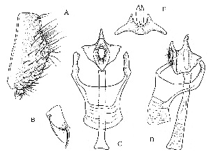  ( - DIP121460)  @11 [ ] Copyright (2018) Hong-Wei Chen South China Agricultural University, Department of Entomology