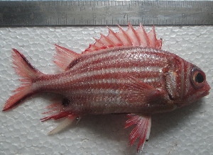  ( - SRC MS02)  @11 [ ] Copyright (2011) Rajendran Rajaram Bharathidasan University, Dept. of Marine Science