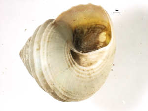  ( - BEAU2011-221)  @13 [ ] CreativeCommons - Attribution (2012) CBG Photography Group Centre for Biodiversity Genomics