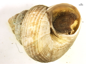  ( - BEAU2011-222)  @12 [ ] CreativeCommons - Attribution (2012) CBG Photography Group Centre for Biodiversity Genomics