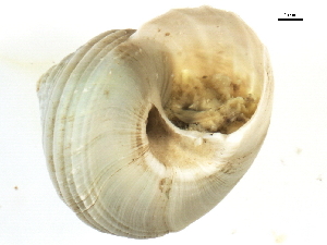  ( - BEAU2011-225)  @12 [ ] CreativeCommons - Attribution (2012) CBG Photography Group Centre for Biodiversity Genomics